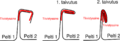 Thumbnail for version as of 12:33, 29 June 2025