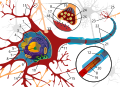 Thumbnail for version as of 08:47, 22 September 2022