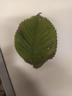 Jalava lehti.jpg